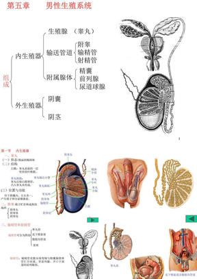 生殖系统