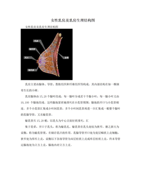 女性乳房及乳房生理结构图