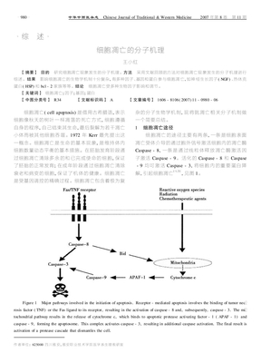 细胞凋亡的分子机理-1