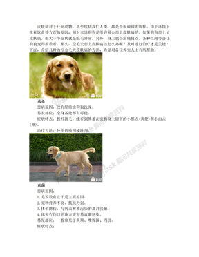 干货!金毛犬皮肤病治疗方法大全