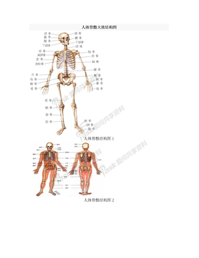 人体骨骼大致结构图