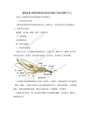 【精品】沼虾的附肢识别及剪贴(节肢动物门)14