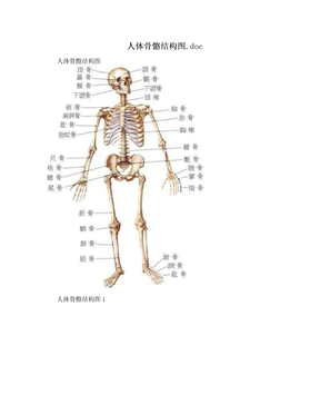 人体骨骼结构图.doc