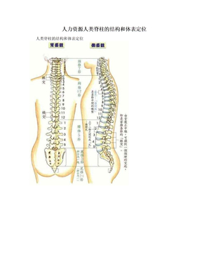 人力资源人类脊柱的结构和体表定位