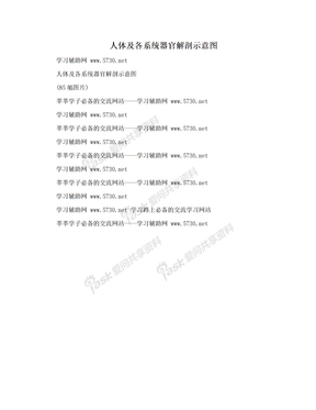 人体及各系统器官解剖示意图