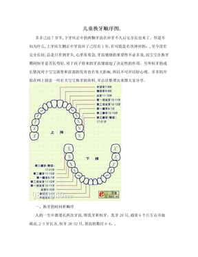 儿童换牙顺序图.