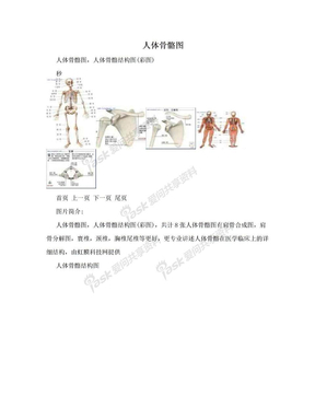 人体骨骼图