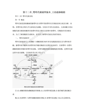 第十二章_嘌呤代谢最终版本_王忠超孙晓娟