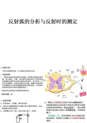 反射弧的分析与反射时的测定