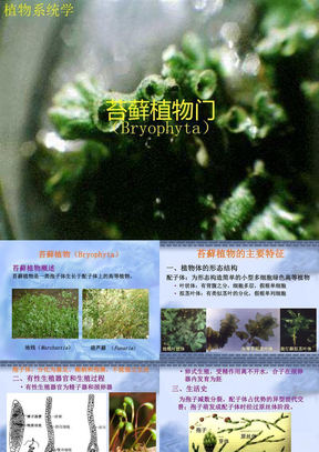 苔藓植物