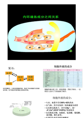 内环境与稳态的重要性