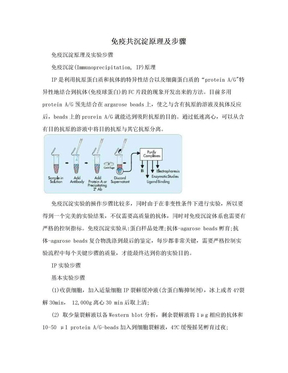 免疫共沉淀原理及步骤