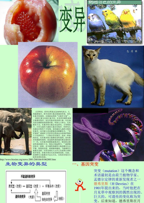 高中生物课件