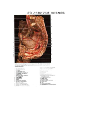 彩色 人体解剖学图谱 泌尿生殖系统