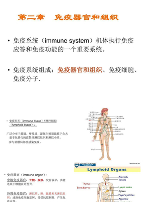 02免疫器官和组织