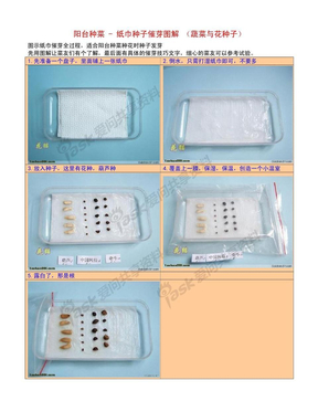 纸巾种子催芽