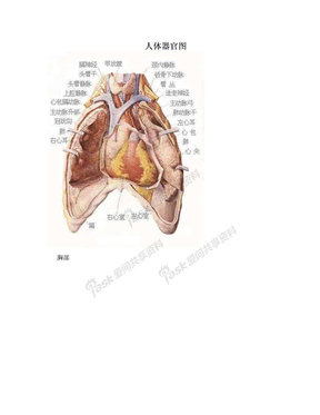 人体器官图