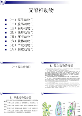 无脊椎动物形态、分类、比较解剖