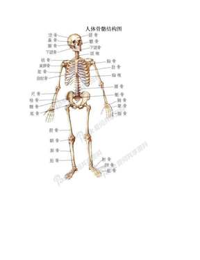 人体骨骼结构图