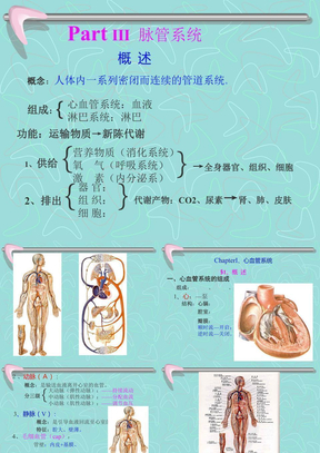 心血管系统解剖学课件10