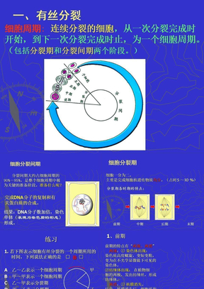 专题复习1---有丝分裂和减数分裂