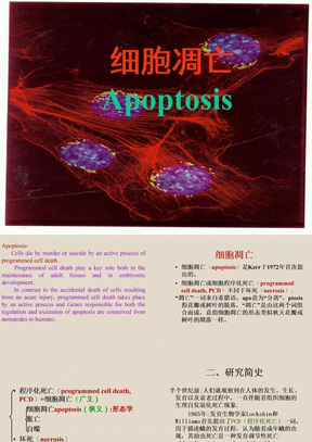 apoptosis细胞凋亡