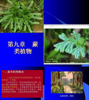 药用植物学课件(蕨类植物)