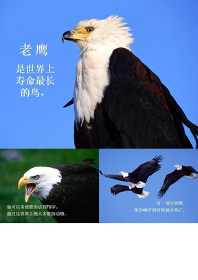 鹰王重生