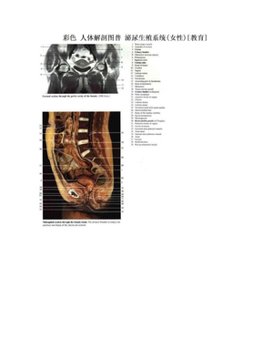彩色 人体解剖图普 泌尿生殖系统(女性)[教育]