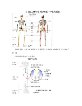 [讲稿]人体骨骼图(全身)-骨骼结构图