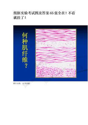 组织学与胚胎学图片