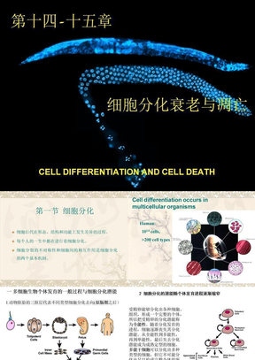 14细胞分化衰老与死亡