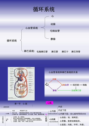 循环系统