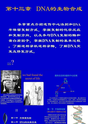 09DNA的生物合成