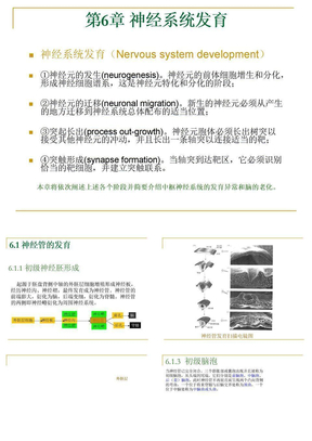 南通大学神经生物课件-神经系统发育