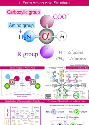 氨基酸structure