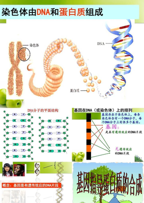 第20课时 基因指导蛋白质的合成及对性状的控制