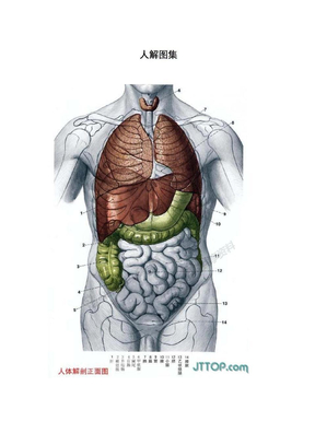 人体解剖学图集