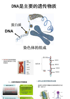 DNA是主要遗传物质