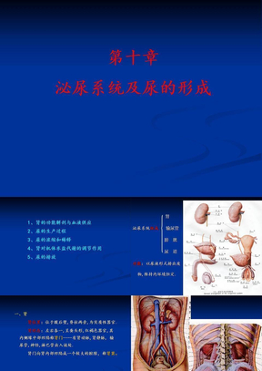 人体解剖生理学——第十章泌尿系统