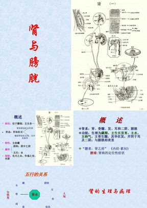 药学本科肾与膀胱