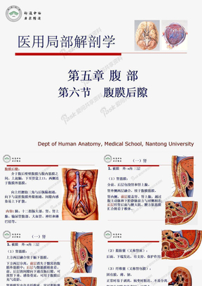 腹膜后间隙