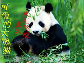 可爱的大熊猫2