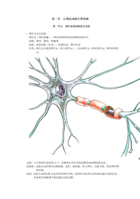 第二节  心理活动的生理基础