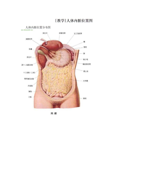 [教学]人体内脏位置图