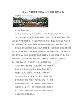北京良乡建成中国最大_天价葡萄_种植基地