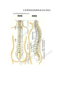 人类脊柱的结构和体表定位[优化]