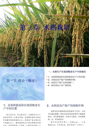 水稻栽培技术ppt