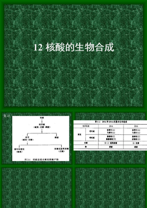 核酸的生物合成（本）