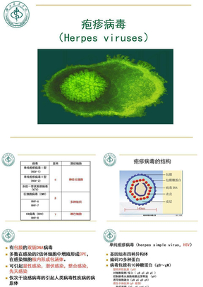 04疱疹病毒